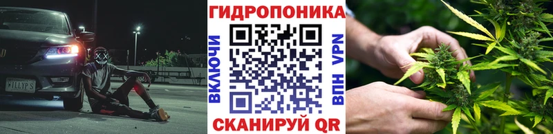 Каннабис конопля Питкяранта